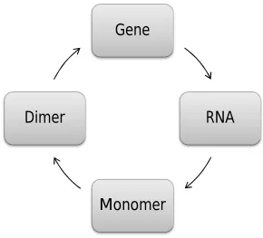 Figure 6 The scheme for an auto-regulatory gene network. The dimer negatively regu-lates the gene