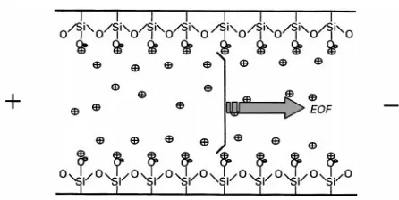 Figure 2The generation of electroosmotic flow (EOF) in asilica capillary.