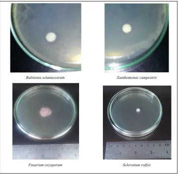 Figure 2: Profile of antibiotic activity from Bacillus subtilis AAF2 UAAC 20701 fermentation results towards several microbial test used in this research  