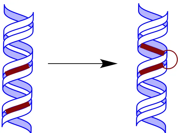 Figure 2. Two-site concept.  Initially, AT-recognizing compounds bind 3-4 AT base pairs each