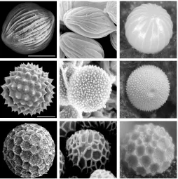 Figure 1. 2: Similar surface patterns on spherical cells span across taxa. Row one shows stripes, row two shows spikes, and row three shows hexagonal holes