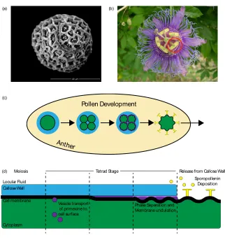 Figure 2. 1: Pollen development schematic. (a) An SEM image of a mature Passiflora incarnata pollen grain, the pollen we studied in this work