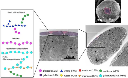 Figure 2. 9: Primexine polysaccharide composition schematic. Pollen SEM shows two types of polysaccharide on pollen surface, indicated by pink and purple false-colored regions
