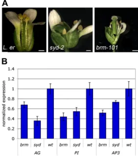 Fig. S2. syd-2 and brm-101 mutant ﬂowers show weak ﬂoral homeotic defects. (A) Wild-type (L