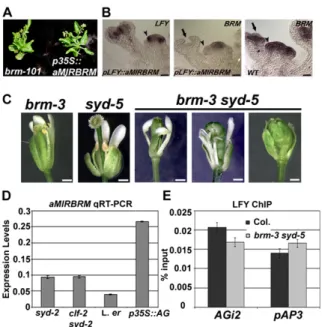 Fig. S3. Conditional syd brm double mutants. (A) p35S::aMIRBRM phenocopies brm-101 null mutant