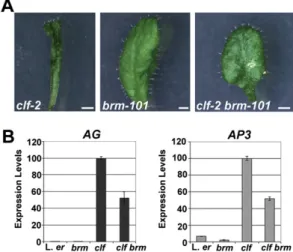 Fig. S6. BRM acts as a trithorax group protein. (A and B) Mutations in BRM can overcome the defect caused by loss of polycomb repression