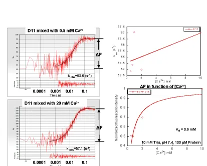 Table 2.3 Summary of rate constants of CatchER measured from stopped-flow technique. The protein concentration in syringe was set to be 100    µM and the interaction buffer was 10 mM Tris, pH 7.4