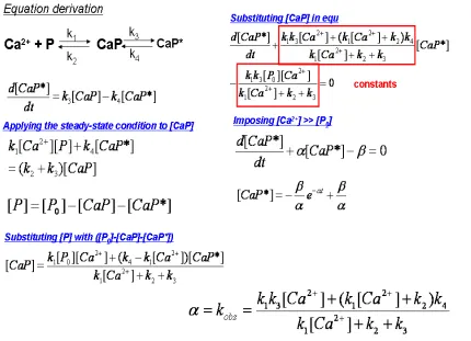 Figure 2.16 Model II proposed that an intermediate formation during calcium  