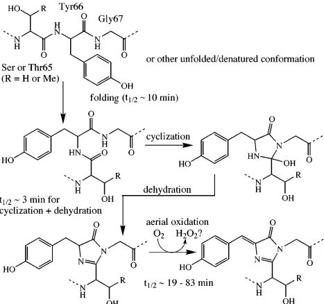 Figure 1.2 Mechanism for the intramolecular biosynthesis of the GFP chro-