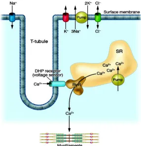 Figure 1.6 The SR calcium release triggered by excitation-contraction coupling (E-C coupling) of skeletal muscle