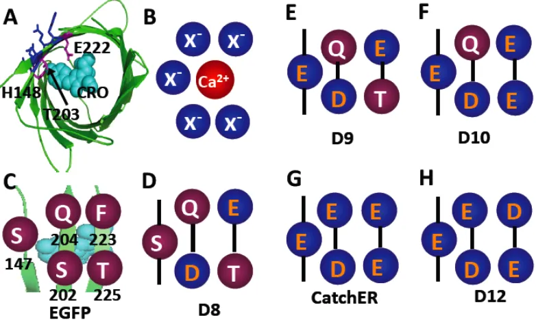Figure 2.10 Proposed schematic structure and in vitro optical properties of de-signed Ca2+ biosensor variants