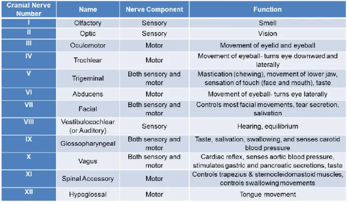 Table of Cranial Nerves 