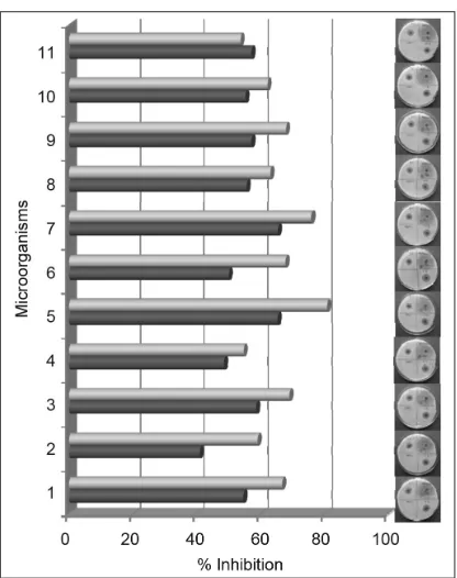 Fig. 4: Antibacterial activity of chloroform extract of P. minima (Well diffusion assay)■ - 100 µg/ml, ■ - 200 µg/ml, 1: Staphylococcus aureus; 2: Bacillus cereus; 3: Escherichia coli; 4: Klebsiella pneumonia; 5: Pseudomonas aeruginosa; 6: Bordetella bronchiseptia; 7: Micrococcus luteus; 8: Bacillus pumulis; 9: Enterococcus faecalis; 10: Staphylococcus epidermis; 11: Bacillus subtilis 