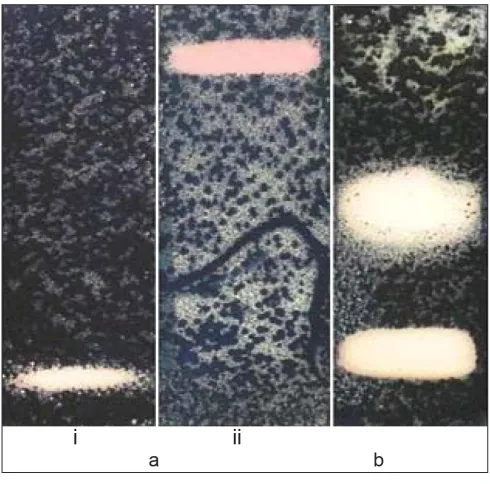 Fig. 5: Bioautography of P. minima(a) Methanol extract (i) non-polar mobile phase; (ii) polar mobile phase and (b) chloroform extract