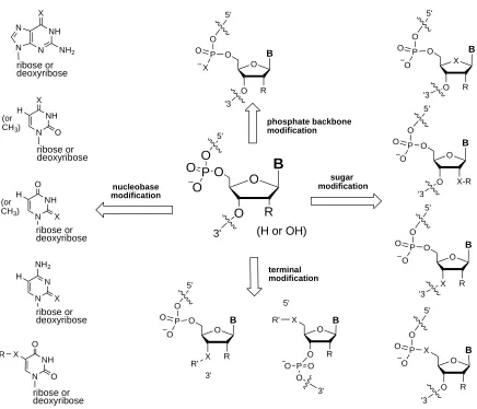 Figure 1.5 Nucleic acids modified with potential selenium by atom-specific replacement