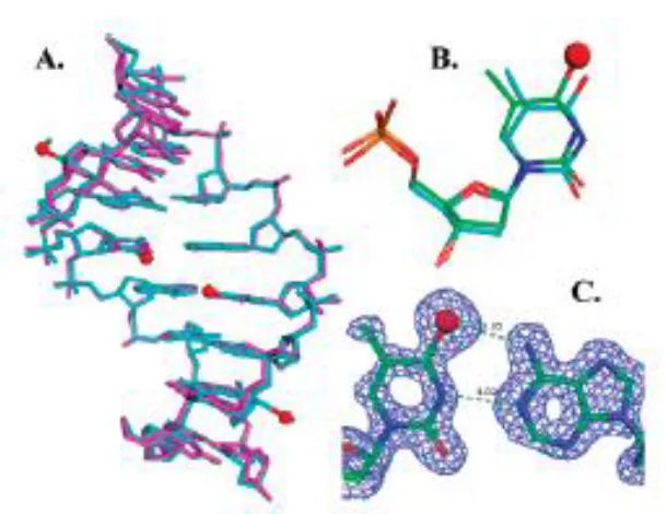 Figure 1.6 The global and local structures of the 4-Se-T DNA [(5’-GdUSe-G-SeT-ACAC-3’)2]