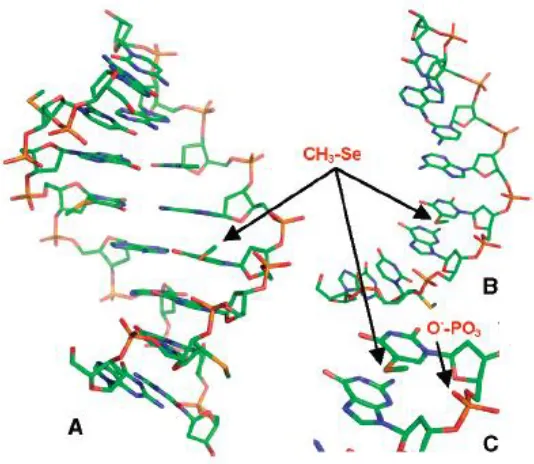 Figure 3.4 Global and local structures of the 5-Se-T-DNA [(5′-GdU2′-Se-G-5-SeT-ACAC-3′)2]