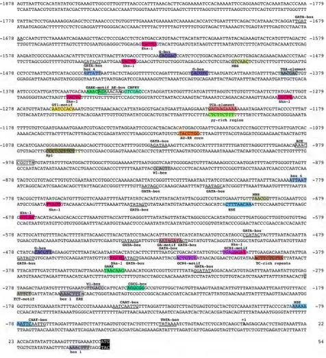 Figure 1. Nucleotide sequence of the cloned ADS promoter with putative cis-elements shown