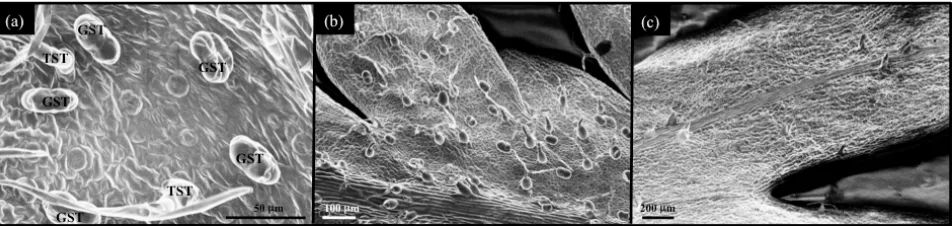 Figure 2. Scanning electron microscopy of A. annua. (a) close-up of young leaf; (b) young leaf; (c) old leaf (leaf before senes-cence)