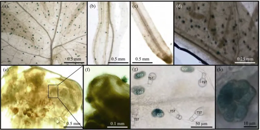 Figure 4. Gus-staining of transgenic A. annua transformed using the pADS-GUS plasmid. a: leaf at apex; b: leaf at node 2; c:  old leaf at node 6