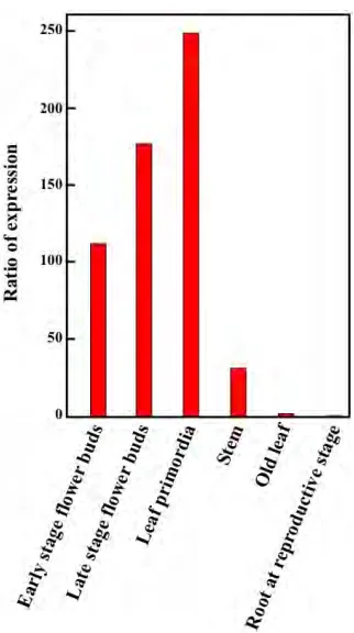 Figure 6. Ratio of expression level of pADS-ADS to pADS- GUS in aerial tissues of transgenic A