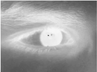 Figure 4. Image of the iris in UBIRIS V2 converted to gray scale. Source: own elaboration (2018)