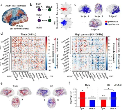 Figure 3.1. Network construction and basic analysis. (a) 3D visualization of all surface electrodes included in our dataset, colored by the Talairach atlas labels used in this article’s analysis