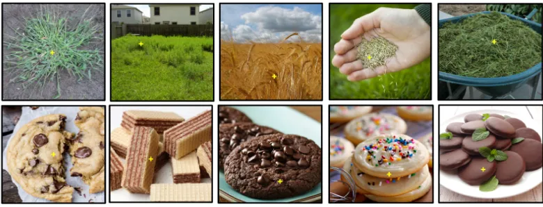Figure 3: Example images used to generate test data in classification analysis.  Test data used in the classification analysis were generated from participants who made property judgments on images of conceptual exemplars