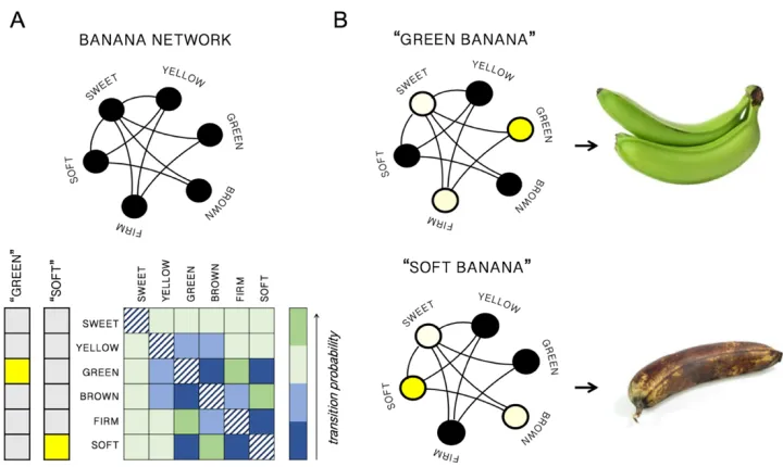 Fig 9: Predicting conceptual combination. (A) The within-concept feature statistics of BANANA are encoded in its concept network