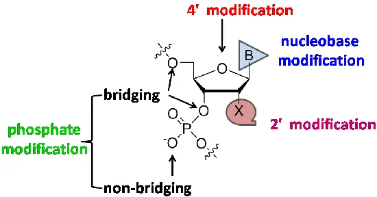 Figure 1.1 Probable sites for chemical modifications in DNAs and RNAs. 