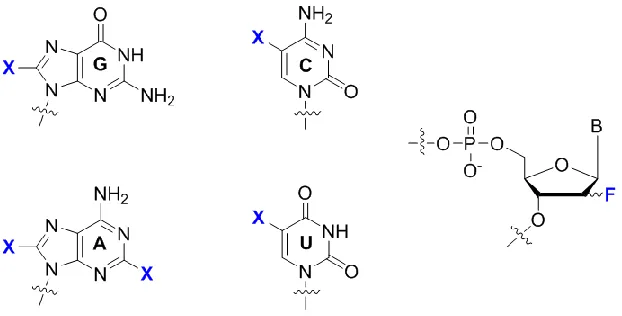 Figure 1.3 Atom-specific replacement of hydrogen with halogens (F, Cl, Br or I) on nucleobase and sugar