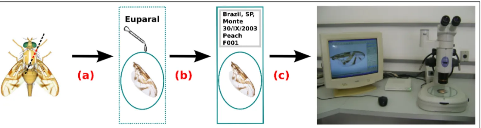 Fig. 3. The image acquisition process of wings. Extracted from [20].