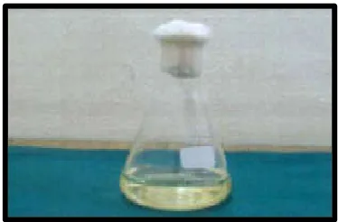 Fig. 2. Sabouraud dextrose Agar 