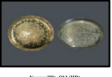 Fig. 14. C.F.U with Phosphate Buffer Saline 