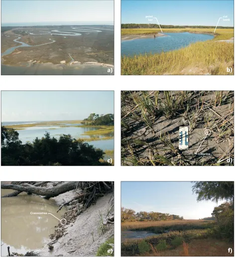 Figure 3-1: Elements of the marsh and tidal creek depositional environments of St. CatherinesIsland, GA