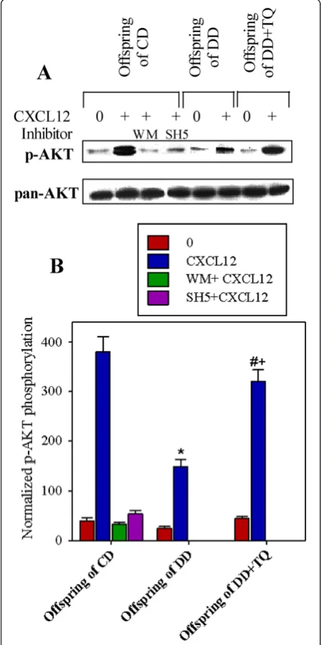 Figure 4 PI3K/AKT signaling is impaired in the offspring of DD.antibody and normalized against the total relevant protein (pan-AKT) onstripped blots