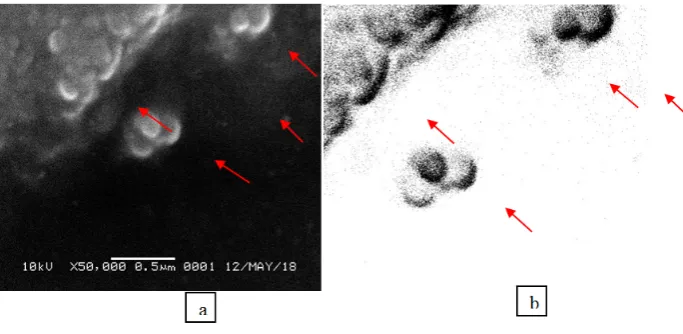 Figure 6: FTIR result of TP10-1 isolate showed the formation of amide peak 