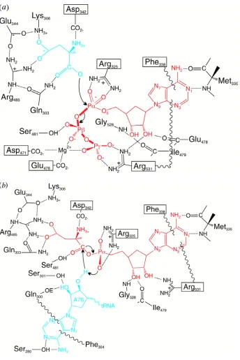 Figure 2.  The two steps of the aminoacylation reaction deduced from the crystal 