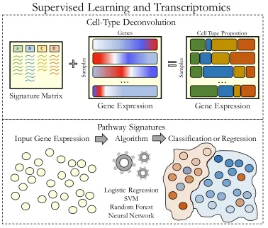 Figure 1.2: Supervised machine learning to derive cell type and pathway signatures 