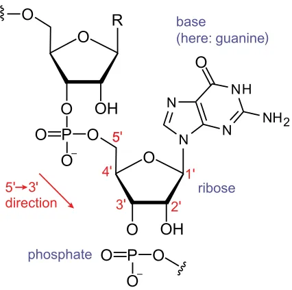 Figure 2: Diagram showing the components of an RNA nucleotide. Note that the carbonsof the ribose are numbered 1’-5’ (pronounced one-prime to ﬁve-prime) Sahib (2014)