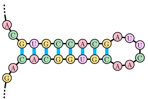 Figure 3: A stem-loop. The stem-loop is an important and simple secondary structure thatRNA can form