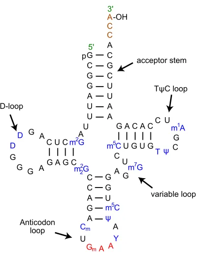 Figure 4: The secondary structure of a typical tRNA. Note that many residues are modiﬁed(in blue)