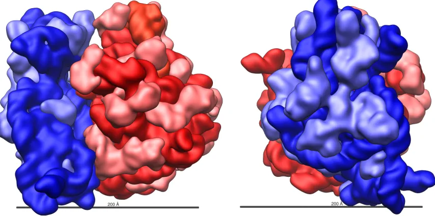 Figure 6: The structure of the E. coli ribosome. The rRNA components are in darker redand blue, with the protein components in lighter red and blue Vossman (2009)