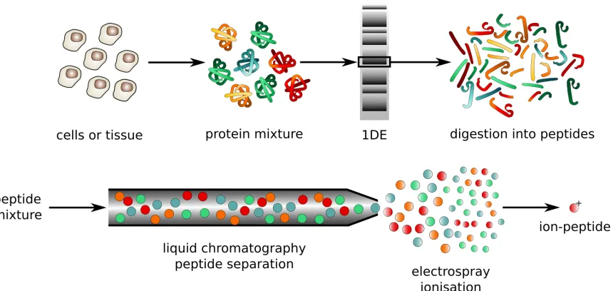 Figure 9: An traditional example of a proteomics protocol. The general workﬂow is thesame as the one we use for analyzing RNA