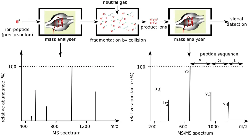 Figure 10: These ionized peptides enter the mass analyzer and their mass to charge ismeasured