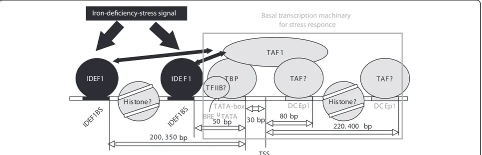 Figure 6 Model of predicted motifs and factors incorporated into the regulation of gene expression in rice underiron-deficiency stress.