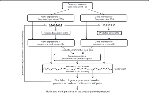 Figure 1 Flowchart summary of the MAMA method. MAMAM is the main software of MAMA.