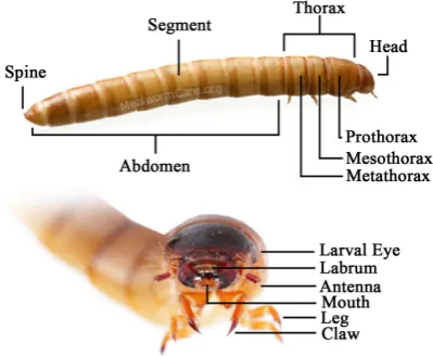 Figure 4. Demonstrates the particles found within fish in the surround areas of garbage