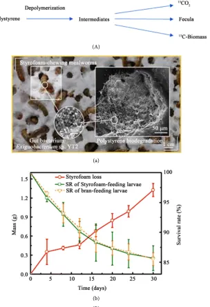 Figure 6. Explains the digestive properties with Mealworms that breaks down the Styro-foam