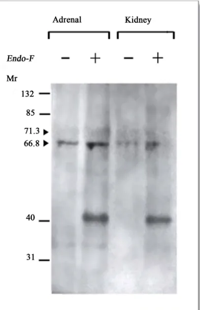 Figure 1ducing conditions. 